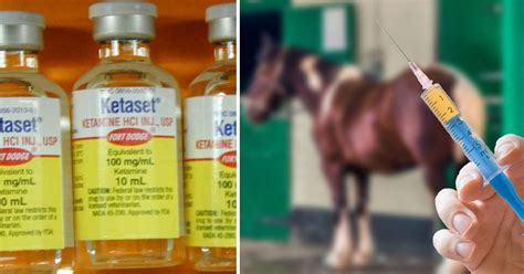is ketamine used on horses